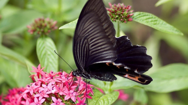 Điềm báo của mỗi loài bướm bay vào nhà là điềm gì?